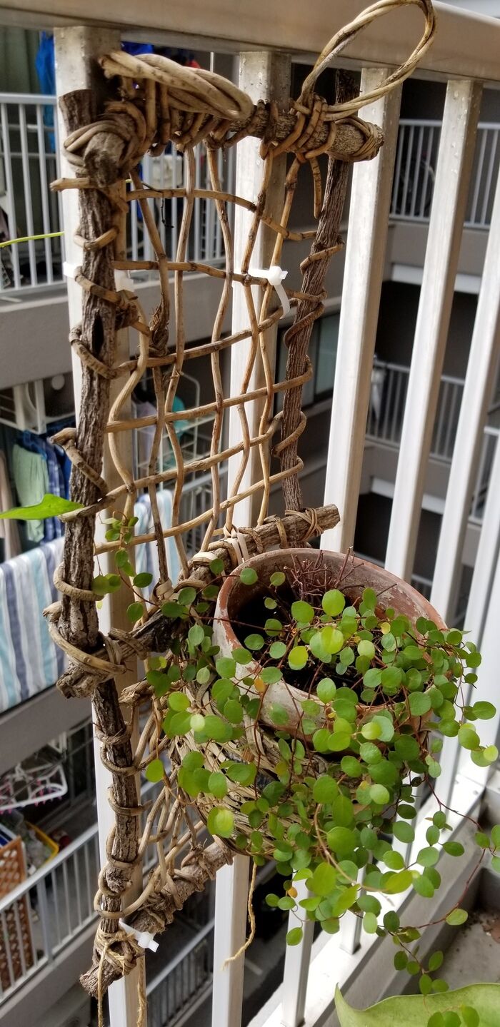 芽生え